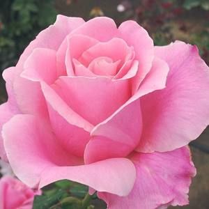 Meet your Posher, Hamama